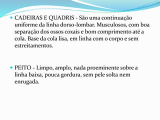  CADEIRAS E QUADRIS - São uma continuação
uniforme da linha dorso-lombar. Musculosos, com boa
separação dos ossos coxais e bom comprimento até a
cola. Base da cola lisa, em linha com o corpo e sem
estreitamentos.
 PEITO - Limpo, amplo, nada proeminente sobre a
linha baixa, pouca gordura, sem pele solta nem
enrugada.
 