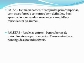  PATAS - De medianamente compridas para compridas,
com ossos fortes e contornos bem definidos. Bem
aprumadas e separadas, revelando a amplidão e
musculatura do animal.
 PALETAS - Paralelas entre si, bem cobertas de
músculos até sua parte superior. Cruzes estreitas e
pontiagudas são indesejáveis.
 
