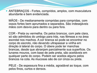  ANTEBRAÇOS - Fortes, compridos, amplos, com musculatura
abundante e bem evidenciada.
MÃOS - De medianamente compridas para compridas, com
ossos fortes bem aprumados e separados. São indesejáveis
mãos com desvio para dentro ou para fora.
COR - Preta ou vermelha. Os pelos brancos, com pele clara,
só são admitidos do umbigo para trás, nas fêmeas e na área
escrotal nos machos. A cor branca só pode se encontrar no
corpo do escroto, não devendo ultrapassar a virilha em
direção à lateral do corpo. O úbere pode ter manchas
brancas, desde que abranjam parcialmente sua superfície. Os
lunares mouros, com base de pele preta, são aceitáveis em
qualquer parte do corpo. Podem ser aceitos alguns pelos
brancos na cola. As mucosas são de cor cinza ou preta.
PELE - De espessura fina a média, agradável ao toque, com
pelos finos, curtos e densos.
 