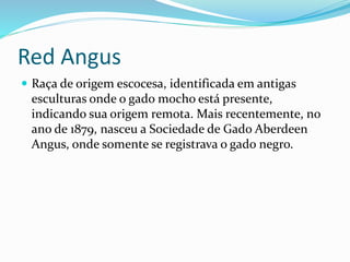 Red Angus
 Raça de origem escocesa, identificada em antigas
esculturas onde o gado mocho está presente,
indicando sua origem remota. Mais recentemente, no
ano de 1879, nasceu a Sociedade de Gado Aberdeen
Angus, onde somente se registrava o gado negro.
 