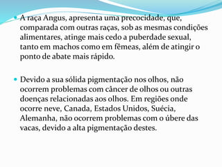  A raça Angus, apresenta uma precocidade, que,
comparada com outras raças, sob as mesmas condições
alimentares, atinge mais cedo a puberdade sexual,
tanto em machos como em fêmeas, além de atingir o
ponto de abate mais rápido.
 Devido a sua sólida pigmentação nos olhos, não
ocorrem problemas com câncer de olhos ou outras
doenças relacionadas aos olhos. Em regiões onde
ocorre neve, Canada, Estados Unidos, Suécia,
Alemanha, não ocorrem problemas com o úbere das
vacas, devido a alta pigmentação destes.
 