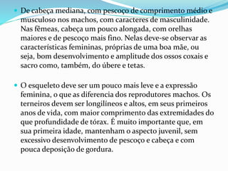  De cabeça mediana, com pescoço de comprimento médio e
musculoso nos machos, com caracteres de masculinidade.
Nas fêmeas, cabeça um pouco alongada, com orelhas
maiores e de pescoço mais fino. Nelas deve-se observar as
características femininas, próprias de uma boa mãe, ou
seja, bom desenvolvimento e amplitude dos ossos coxais e
sacro como, também, do úbere e tetas.
 O esqueleto deve ser um pouco mais leve e a expressão
feminina, o que as diferencia dos reprodutores machos. Os
terneiros devem ser longilíneos e altos, em seus primeiros
anos de vida, com maior comprimento das extremidades do
que profundidade de tórax. É muito importante que, em
sua primeira idade, mantenham o aspecto juvenil, sem
excessivo desenvolvimento de pescoço e cabeça e com
pouca deposição de gordura.
 