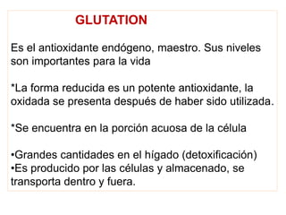 GLUTATION
Es el antioxidante endógeno, maestro. Sus niveles
son importantes para la vida
*La forma reducida es un potente antioxidante, la
oxidada se presenta después de haber sido utilizada.
*Se encuentra en la porción acuosa de la célula
•Grandes cantidades en el hígado (detoxificación)
•Es producido por las células y almacenado, se
transporta dentro y fuera.
 