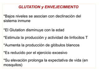 GLUTATION y ENVEJECIMIENTO
*Bajos niveles se asocian con declinación del
sistema inmune
*El Glutation disminuye con la edad
*Estimula la producción y actividad de linfocitos T
*Aumenta la producción de glóbulos blancos
*Es reducido por el ejercicio excesivo
*Su elevación prolonga la expectativa de vida (en
mosquitos)
 