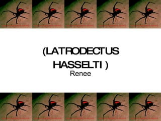 SPIDERS  REDBACKS  !!!!!!   (LATRODECTUS HASSELTI) Renee 
