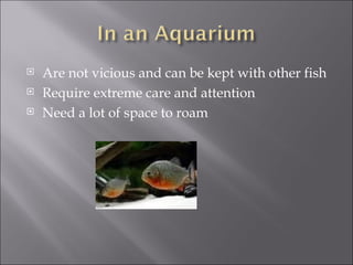 Are not vicious and can be kept with other fish Require extreme care and attention Need a lot of space to roam 
