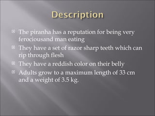 The piranha has a reputation for being very ferociousand man eating They have a set of razor sharp teeth which can rip through flesh They have a reddish color on their belly Adults grow to a maximum length of 33 cm and a weight of 3.5 kg. 