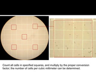 Red blood cell count | PPSX