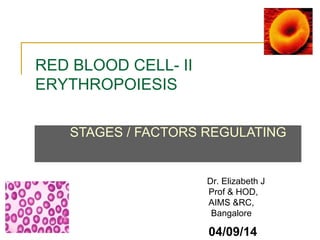 RED BLOOD CELL- II 
ERYTHROPOIESIS 
STAGES / FACTORS REGULATING 
Dr. Elizabeth J 
Prof & HOD, 
AIMS &RC, 
Bangalore 
04/09/14 
 
