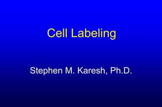 Cell Labeling


Stephen M. Karesh, Ph.D.
 