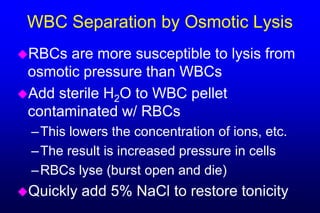 WBC Separation by Osmotic Lysis
RBCs  are more susceptible to lysis from
 osmotic pressure than WBCs
Add sterile H2O to WBC pellet
 contaminated w/ RBCs
  – This lowers the concentration of ions, etc.
  – The result is increased pressure in cells
  – RBCs lyse (burst open and die)
Quickly   add 5% NaCl to restore tonicity
 