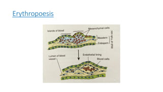 Genesis Of Rbc Red blood cells | PDF