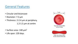 Red blood cells | PDF