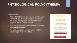 PHYSIOLOGICAL POLYCYTHEMIA
5. High altitude:
 Above 10,000 feet from mean sea level have an
increased RBC count of more than 7 million/cu
mm. It is due to hypoxia (decreased oxygen
supply to tissues) in high altitude.
 Hypoxia stimulates kidney to secrete a hormone
called erythropoietin.
 The erythropoietin in turn stimulates the bone
marrow to produce more RBCs
 
