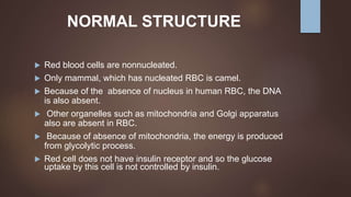 NORMAL STRUCTURE
 Red blood cells are nonnucleated.
 Only mammal, which has nucleated RBC is camel.
 Because of the absence of nucleus in human RBC, the DNA
is also absent.
 Other organelles such as mitochondria and Golgi apparatus
also are absent in RBC.
 Because of absence of mitochondria, the energy is produced
from glycolytic process.
 Red cell does not have insulin receptor and so the glucose
uptake by this cell is not controlled by insulin.
 