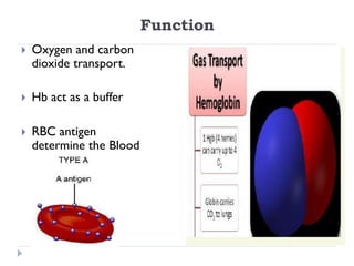 RED BLOOD CELLS.pdf year one physiology2024 | PDF