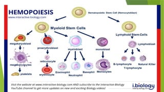 RED BLOOD CELLS.pptx red blood cells erythrocytes | PPTX