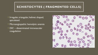 Comprehensive Overview of Red Blood Cell Morphology and Disorders | PPTX