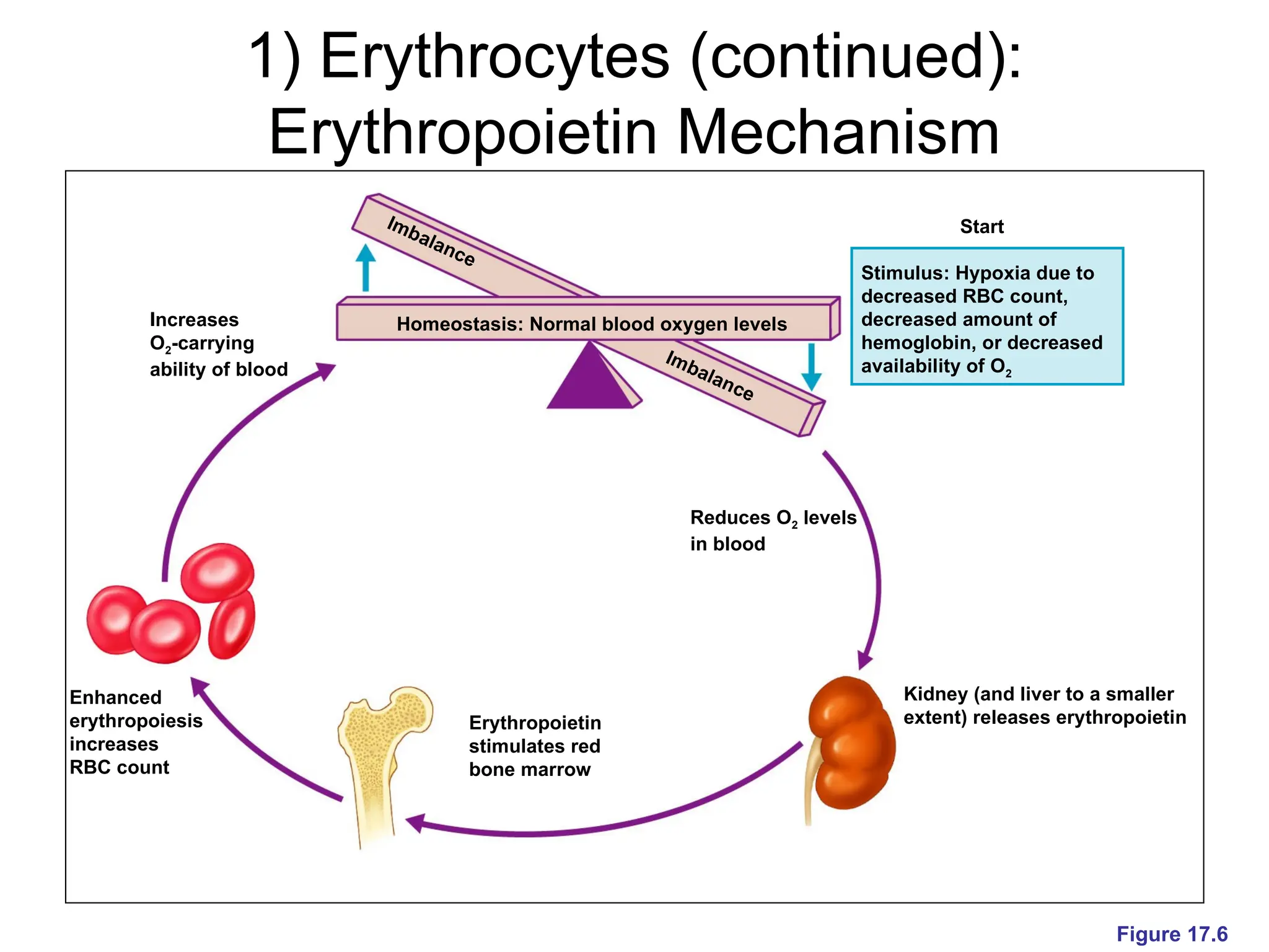 Bone O2 RED BLOOD CELLS PHYSIOLOGY vvvvvvvvv.pptx