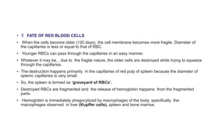 • 
FATE OF RED BLOOD CELLS
• When the cells become older (120 days), the cell membrane becomes more fragile. Diameter of
the capillaries is less or equal to that of RBC.
• Younger RBCs can pass through the capillaries in an easy manner.
• Whatever it may be, , due to the fragile nature, the older cells are destroyed while trying to squeeze
through the capillaries.
• The destruction happens primarily in the capillaries of red pulp of spleen because the diameter of
splenic capillaries is very small.
• So, the spleen is termed as ‘graveyard of RBCs’.
• Destroyed RBCs are fragmented and the release of hemoglobin happens from the fragmented
parts.
• Hemoglobin is immediately phagocytized by macrophages of the body, specifically the
macrophages observed in liver (Kupffer cells), spleen and bone marrow.
 