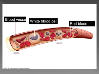 Blood vessel
Red blood
cell
platelet
Plasma
White blood cell
 