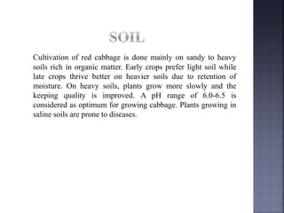 Cultivation of red cabbage is done mainly on sandy to heavy
soils rich in organic matter. Early crops prefer light soil while
late crops thrive better on heavier soils due to retention of
moisture. On heavy soils, plants grow more slowly and the
keeping quality is improved. A pH range of 6.0-6.5 is
considered as optimum for growing cabbage. Plants growing in
saline soils are prone to diseases.
 