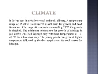 It thrives best in a relatively cool and moist climate. A temperature
range of 15-20˚C is considered as optimum for growth and head
formation of the crop. At temperature exceeding 25˚C, the growth
is checked. The minimum temperature for growth of cabbage is
just above 0℃. Red cabbage may withstand temperatures of 10-
40 ˚C for a few days only. The young plants can grow at higher
temperature followed by the their requirement for cool season for
heading.
 