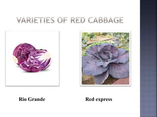 Rio Grande Red express
 