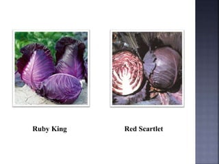 Ruby King Red Scartlet
 