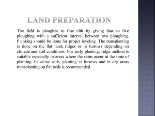 The field is ploughed to fine tilth by giving four to five
ploughing with a sufficient interval between two ploughing.
Planking should be done for proper leveling. The transplanting
is done on the flat land, ridges or in furrows depending on
climate and soil conditions. For early planting, ridge method is
suitable especially in areas where the rains occur at the time of
planting. In saline soils, planting in furrows and in dry areas
transplanting on flat beds is recommended
 