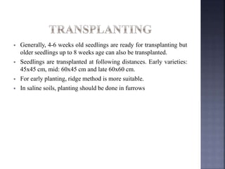 Generally, 4-6 weeks old seedlings are ready for transplanting but
older seedlings up to 8 weeks age can also be transplanted.
 Seedlings are transplanted at following distances. Early varieties:
45x45 cm, mid: 60x45 cm and late 60x60 cm.
 For early planting, ridge method is more suitable.
 In saline soils, planting should be done in furrows
 