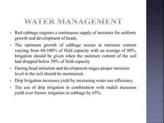  Red cabbage requires a continuous supply of moisture for uniform
growth and development of heads.
 The optimum growth of cabbage occurs at moisture content
varying from 60-100% of field capacity with an average of 80%.
Irrigation should be given when the moisture content of the soil
had dropped below 50% of field capacity
 During head initiation and development stages proper moisture
level in the soil should be maintained.
 Drip Irrigation increases yield by increasing water use efficiency.
 The use of drip irrigation in combination with mulch increases
yield over furrow irrigation in cabbage by 65%.
 