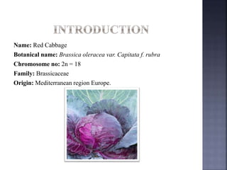 Name: Red Cabbage
Botanical name: Brassica oleracea var. Capitata f. rubra
Chromosome no: 2n = 18
Family: Brassicaceae
Origin: Mediterranean region Europe.
 