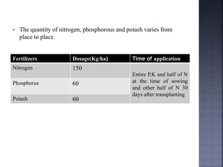  The quantity of nitrogen, phosphorous and potash varies from
place to place.
Fertilizers Dosage(Kg/ha) Time of application
Nitrogen 150
Entire P,K and half of N
at the time of sowing
and other half of N 30
days after transplanting
Phosphorus 60
Potash 60
 