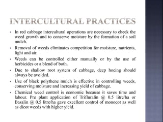  In red cabbage intercultural operations are necessary to check the
weed growth and to conserve moisture by the formation of a soil
mulch.
 Removal of weeds eliminates competition for moisture, nutrients,
light and air.
 Weeds can be controlled either manually or by the use of
herbicides or a blend of both.
 Due to shallow root system of cabbage, deep hoeing should
always be avoided.
 Use of black polythene mulch is effective in controlling weeds,
conserving moisture and increasing yield of cabbage.
 Chemical weed control is economic because it saves time and
labour. Pre plant application of Trifluralin @ 0.5 litre/ha or
Basalin @ 0.5 litre/ha gave excellent control of monocot as well
as dicot weeds with higher yield.
 