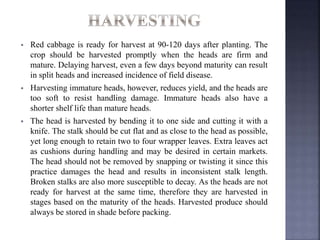  Red cabbage is ready for harvest at 90-120 days after planting. The
crop should be harvested promptly when the heads are firm and
mature. Delaying harvest, even a few days beyond maturity can result
in split heads and increased incidence of field disease.
 Harvesting immature heads, however, reduces yield, and the heads are
too soft to resist handling damage. Immature heads also have a
shorter shelf life than mature heads.
 The head is harvested by bending it to one side and cutting it with a
knife. The stalk should be cut flat and as close to the head as possible,
yet long enough to retain two to four wrapper leaves. Extra leaves act
as cushions during handling and may be desired in certain markets.
The head should not be removed by snapping or twisting it since this
practice damages the head and results in inconsistent stalk length.
Broken stalks are also more susceptible to decay. As the heads are not
ready for harvest at the same time, therefore they are harvested in
stages based on the maturity of the heads. Harvested produce should
always be stored in shade before packing.
 