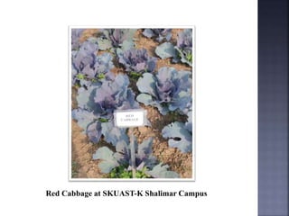 Red Cabbage at SKUAST-K Shalimar Campus
 