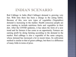 Red Cabbage in India (Red Cabbage) demand is growing very
fast. With time there has been a change in the eating habits.
Because of this, now new types of vegetables (Vegetables)
demand is increasing in the market. Health conscious people are
now starting to include nutritious fruits and vegetables in their
diet. After the COVID epidemic, it has taken the form of a new
trend and for farmers it has come as an opportunity. Farmers are
earning profit by doing farming according to the demand in the
market. Red cabbage is also a vegetable of the same category,
whose demand has increased a lot in recent times. Its cultivation
method is similar to that of green cabbage, but there is a difference
of many folds in terms of price.
 