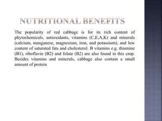 The popularity of red cabbage is for its rich content of
phytochemicals, antioxidants, vitamins (C,E,A,K) and minerals
(calcium, manganese, magnesium, iron, and potassium), and low
content of saturated fats and cholesterol. B vitamins e.g. thiamine
(B1), riboflavin (B2) and folate (B2) are also found in this crop.
Besides vitamins and minerals, cabbage also contain a small
amount of protein
 