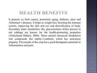It protects us from cancer, premature aging, diabetes, ulcer and
Alzheimer’s diseases. It helps in weight loss, boosting the immune
system, improving the skin and eye and detoxification of body.
Secondary plant metabolites like glucosinolates (GSs) present in
red cabbage are known for the health-promoting properties
(Verkerkand Dekker, 2004). These natural chemicals breakdown
into compounds like indole-3-carbinol, which has anticancer
property. Flavonoids of the crop have good therapeutic potential in
inflammation and pain.
 