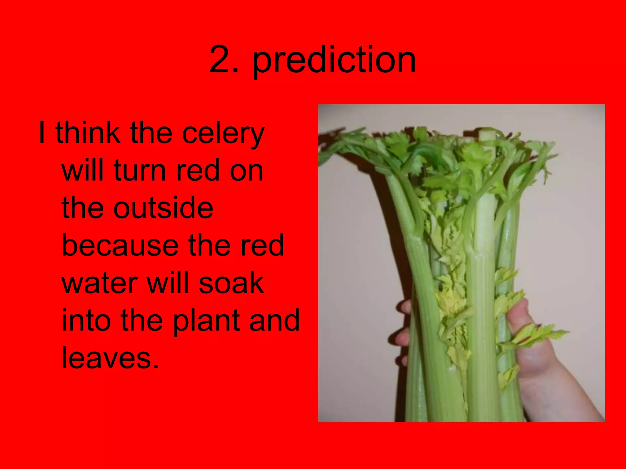 2. predictionI think the celery will turn red on the outside because the red water will soak into the plant and leaves.