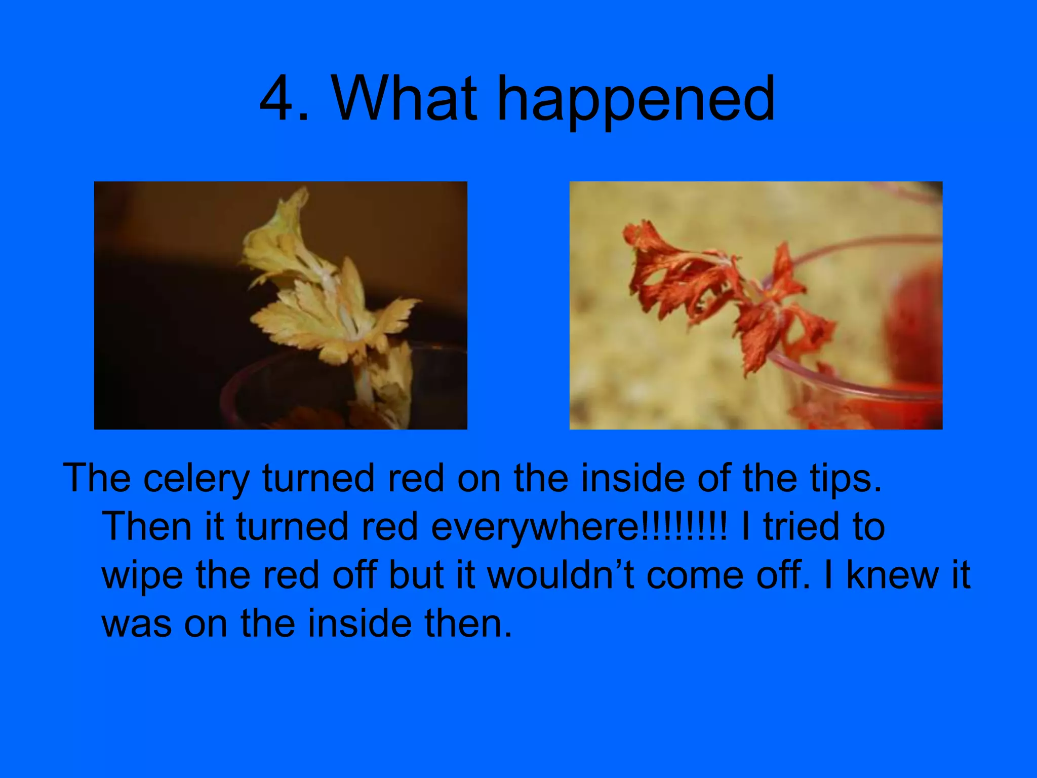 4. What happenedThe celery turned red on the inside of the tips. Then it turned red everywhere!!!!!!!! I tried to wipe the red off but it wouldn’t come off. I knew it was on the inside then.