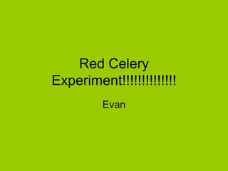 Red Celery Experiment!!!!!!!!!!!!!! Evan  