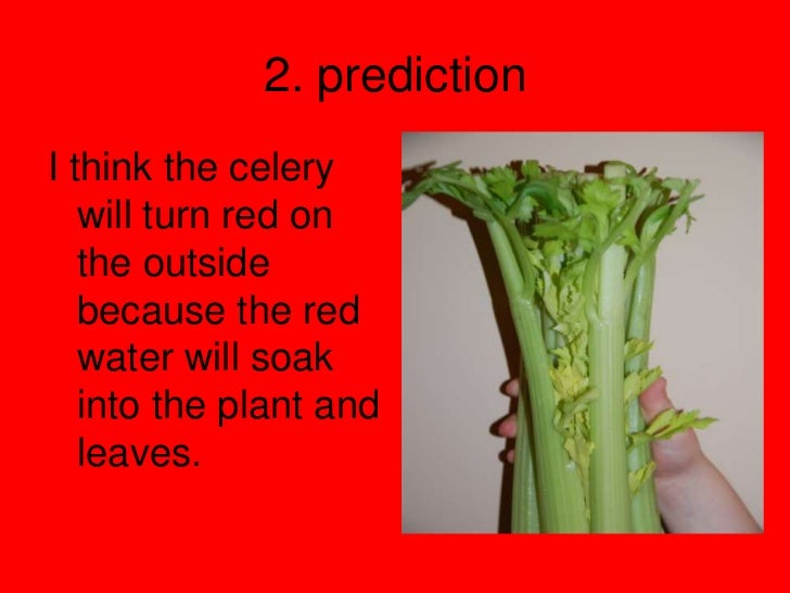 Red celery experiment!!!!!!!!!!!!!!