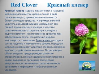 RedRed ССloverlover Красный клеверКрасный клевер
Красный клевер издавна применяется в народной
медицине для очистки крови, а также в виде
отхаркивающего, противовоспалительного и
болеутоляющего средства. Например, великий
целитель и философ Авиценна применял сок
свежей травы красного клевера в качестве
ранозаживляющего средства при золотухе, а
водную настойку - как мочегонное средство при
заболеваниях почек. Это растение широко
используют в гомеопатии. Трава клевера входит в
состав грудного и желудочного сборов. Народная
медицина сравнивает действие клевера, особенно
красного, с действием женьшеня. Он регулирует
обмен веществ, предупреждает развитие
атеросклероза, снижая содержание холестерина в
крови, выводит из организма токсические
вещества и восстанавливает сопротивляемость
организма к инфекциям и неблагоприятным
условиям.
 