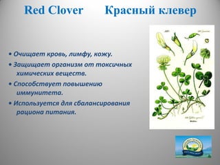 RedRed ССloverlover Красный клеверКрасный клевер
• Очищает кровь, лимфу, кожу.
• Защищает организм от токсичных
химических веществ.
• Способствует повышению
иммунитета.
• Используется для сбалансирования
рациона питания.
 