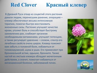 RedRed ССloverlover Красный клеверКрасный клевер
В Древней Руси отвар из соцветий этого растения
давали людям, перенесшим ранение, операцию –
клевер обеспечивал весьма интенсивную
терапию, помогал быстро восстановить
жизненные силы. Растение улучшает качество
крови, утоляет боль и способствует быстрому
заживлению ран, снабжает организм
необходимыми витаминами, улучшает потенцию,
а также регулирует давление – словом, спектр его
лечебных свойств очень широк. Клевер поможет
вам забыть о головной боли, избавиться от
головокружений, шума в ушах. Его применяют при
бронхиальной астме, одышке, бронхите. Также
настой из листьев клевера обладает мочегонным
действием, а значит, помогает избавиться от
мочекаменной болезни, заболеваний почек.
 