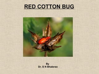 RED COTTON BUG
By
Dr. S N Bhalerao
 