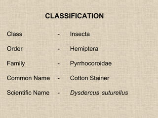 Class - Insecta
Order - Hemiptera
Family - Pyrrhocoroidae
Common Name - Cotton Stainer
Scientific Name - Dysdercus suturellus
CLASSIFICATION
 
