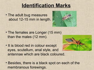 Identification Marks
• The adult bug measures
about 12-15 mm in length.
• The females are Longer (15 mm)
than the males (12 mm).
• It is blood red in colour except
eyes, scutellum, anal style, and
antennae which are black coloured.
• Besides, there is a black spot on each of the
membranous forewings.
 